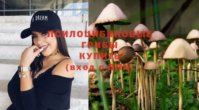 магазин    Борисоглебск  Псилоцибиновые грибы Psilocybe 